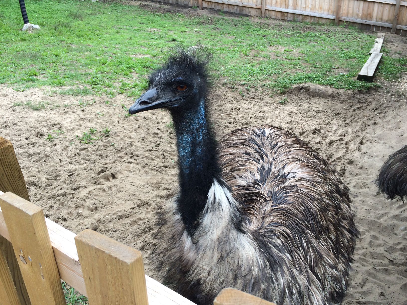 Washington Park Zoo